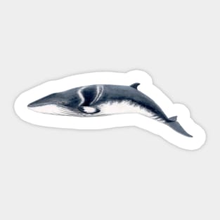 Baby Minke whale Sticker